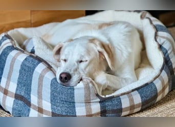 Lucy – Treue Seele mit großem Herz sucht ihr Zuhause!