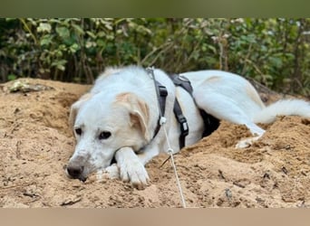 Lucy – Treue Seele mit großem Herz sucht ihr Zuhause!