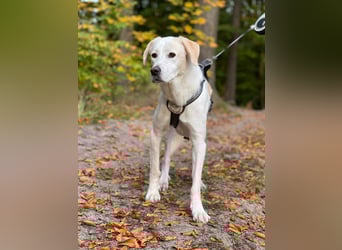 Lucy – Treue Seele mit großem Herz sucht ihr Zuhause!