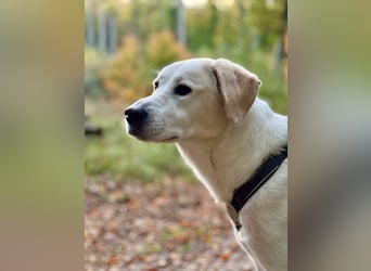 Lucy – Treue Seele mit großem Herz sucht ihr Zuhause!