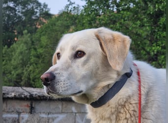 Lucy – Treue Seele mit großem Herz sucht ihr Zuhause!