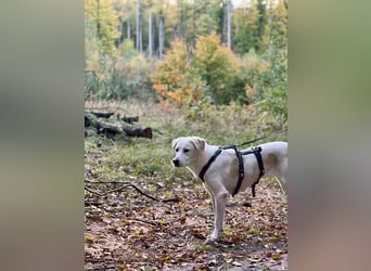 Lucy – Treue Seele mit großem Herz sucht ihr Zuhause!