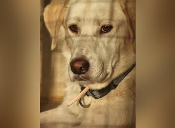 Lucy – Treue Seele mit großem Herz sucht ihr Zuhause!