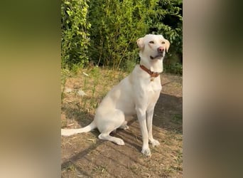 Wok: toller Begleiter