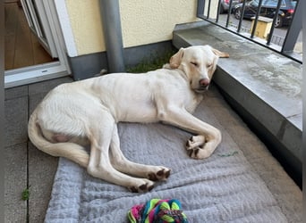 Wok: toller Begleiter