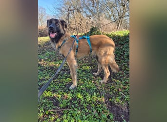 TEDDY sucht seinen sensiblen Menschen