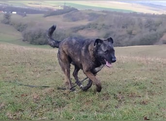 Reiselustiger Duke sucht Reisebuddy