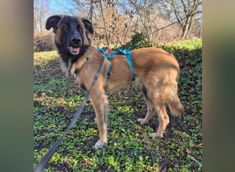 TEDDY sucht seinen sensiblen Menschen