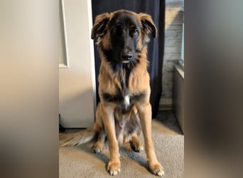 TEDDY sucht seinen sensiblen Menschen