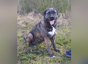 Reiselustiger Duke sucht Reisebuddy