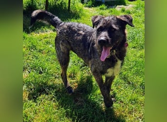 Reiselustiger Duke sucht Reisebuddy