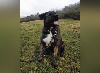 Reiselustiger Duke sucht Reisebuddy