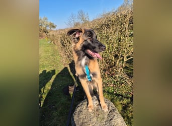 TEDDY sucht seinen sensiblen Menschen