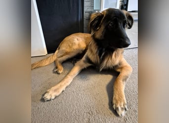 TEDDY sucht seinen sensiblen Menschen