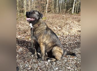 Reiselustiger Duke sucht Reisebuddy