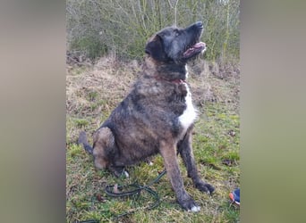 Reiselustiger Duke sucht Reisebuddy