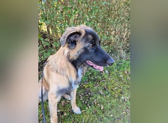 TEDDY sucht seinen sensiblen Menschen