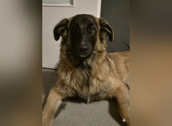 TEDDY sucht seinen sensiblen Menschen