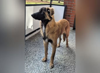 TEDDY sucht seinen sensiblen Menschen