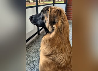 Teddy sucht liebevolle Menschen