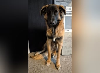 TEDDY sucht seinen sensiblen Menschen