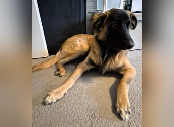 TEDDY sucht seinen sensiblen Menschen