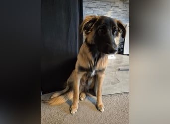 TEDDY sucht seinen sensiblen Menschen