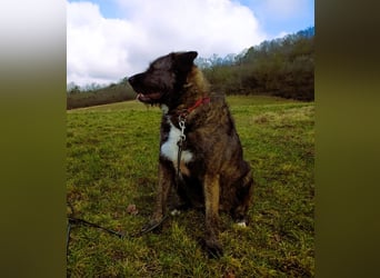 Reiselustiger Duke sucht Reisebuddy