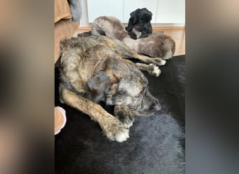 Reiselustiger Duke sucht Reisebuddy