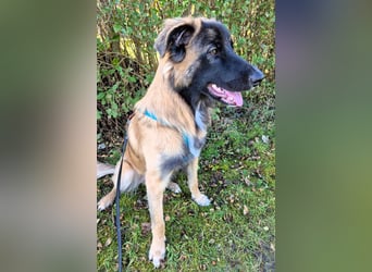 TEDDY sucht seinen sensiblen Menschen