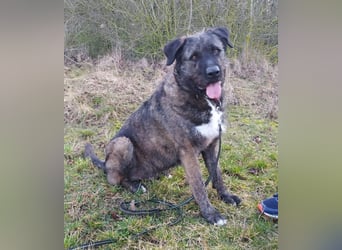 Reiselustiger Duke sucht Reisebuddy