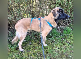 Teddy sucht liebevolle Menschen