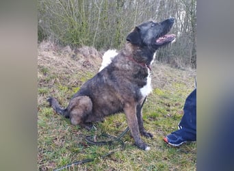 Reiselustiger Duke sucht Reisebuddy