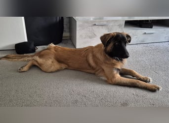 Teddy sucht liebevolle Menschen