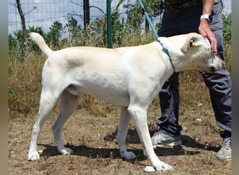 Lucas - ein aktiver Begleiter