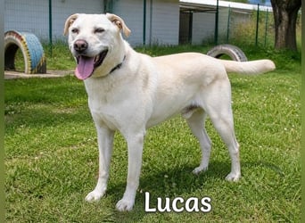 Lucas - ein aktiver Begleiter