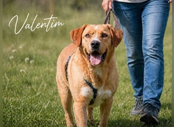 Valentim - ein Powerpaket