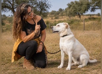 Lucas - ein aktiver Begleiter