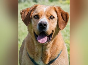 Valentim - ein Powerpaket