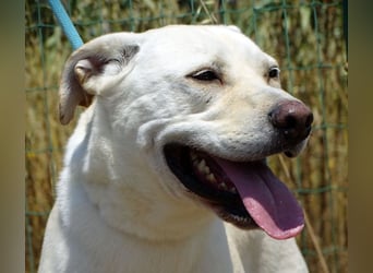 Lucas - ein aktiver Begleiter