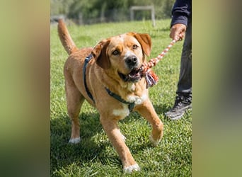 Valentim - ein Powerpaket