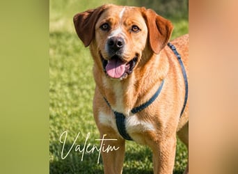 Valentim - ein Powerpaket