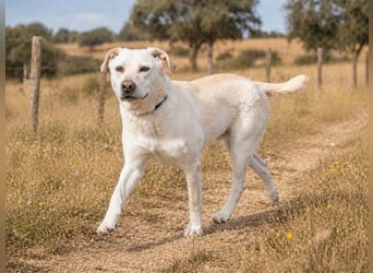 Lucas - ein aktiver Begleiter