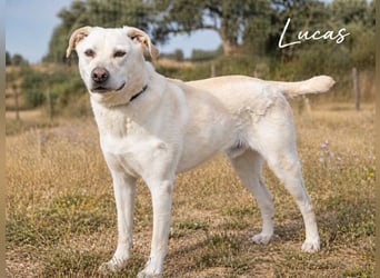 Lucas - ein aktiver Begleiter