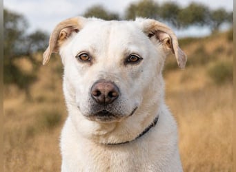 Lucas - ein aktiver Begleiter