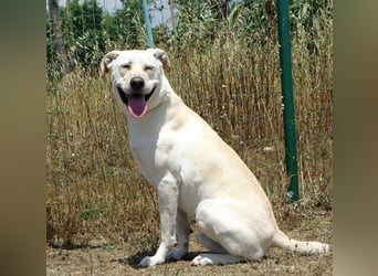 Lucas - ein aktiver Begleiter