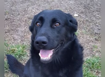 Neron ❤️ sanfter, ruhiger Schmuserüde