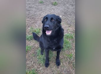 Neron ❤️ sanfter, ruhiger Schmuserüde