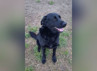 Neron ❤️ sanfter, ruhiger Schmuserüde