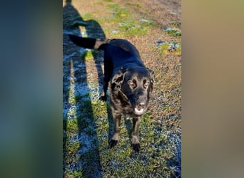 Neron ❤️ sanfter, ruhiger Schmuserüde